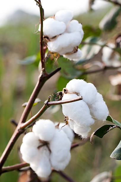 면 boll - cotton plant dry branch 뉴스 사진 이미지