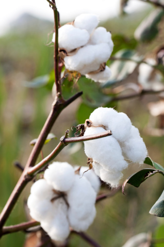 Ripe cotton boll on a cotton field.