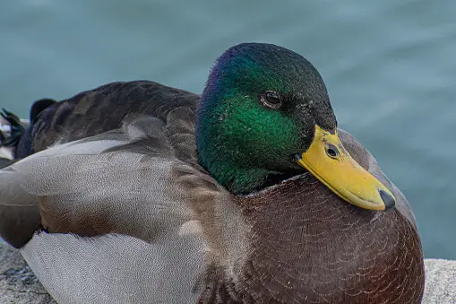 Best 500+ Mallard Duck Pictures | Download Free Images on Unsplash