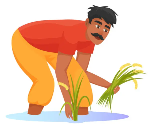 Vector illustration of Asian farmer harvesting rice. Crop plantation worker