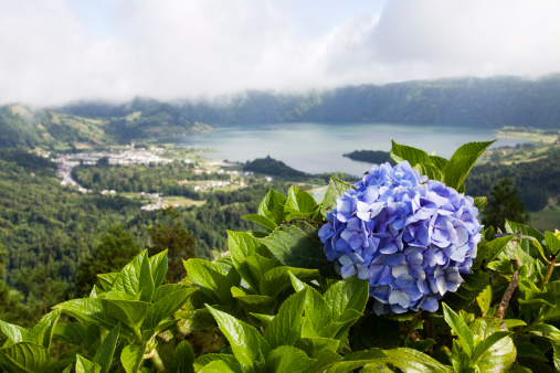 Hydrangea bush and flower with the town and lake of Sete Cidades out of focus in the background. Azores, island of Sao Miguel.