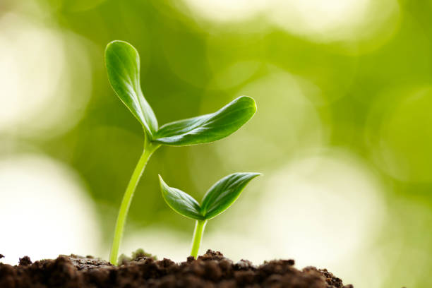 nueva vida crecimiento en resorte - cultivated fotografías e imágenes de stock