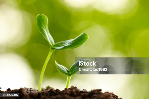 istock new life growing in spring 165051686
