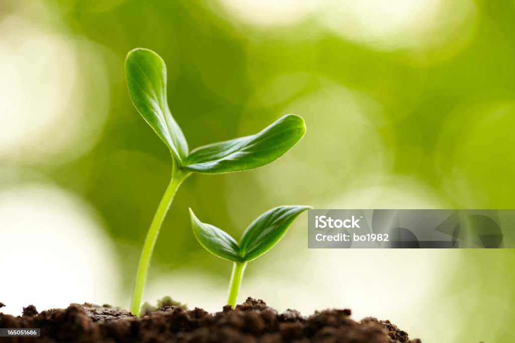 new life growing in spring picture of new life growing in spring Growth Stock Photo