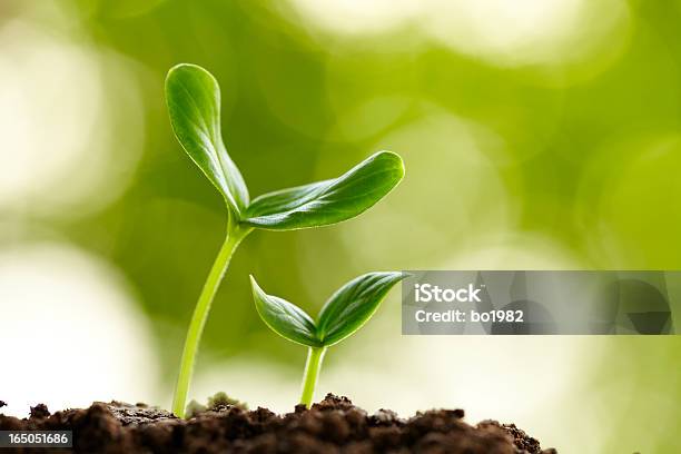 New Life Growing In Spring Stock Photo - Download Image Now - Growth, Plant, Seedling