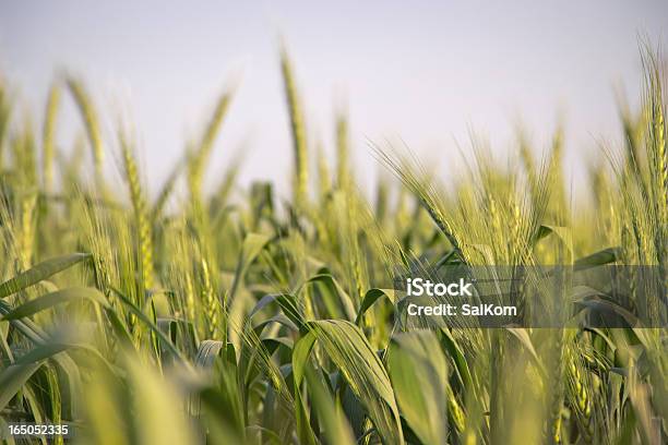 Trigo Em Israel - Fotografias de stock e mais imagens de Agricultura - Agricultura, Amarelo, Ao Ar Livre