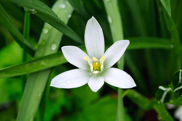 istock Delicate White Ornithogalum (Grass Lily) on Flower Bed in Summer 165052530