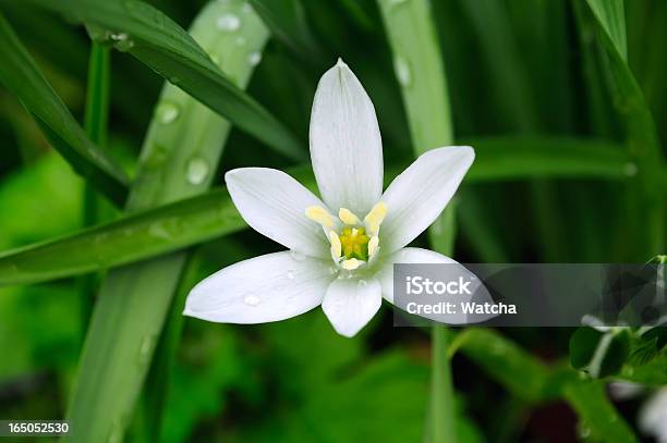 Branco Delicado Ornithogalum No Canteiro De Flores De Verão - Fotografias de stock e mais imagens de Branco