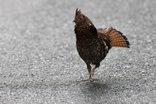 istock Ruffed Grouse (Bonasa umbellus) Vancouver Island, British Columbia, Canada 1650527714