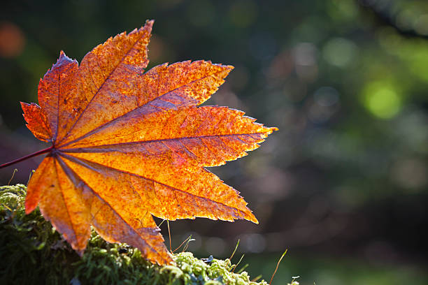 istock Fallen brightly coloured autumn leaves 165052981