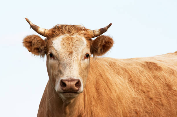istock Portrait of the cow 1650532680