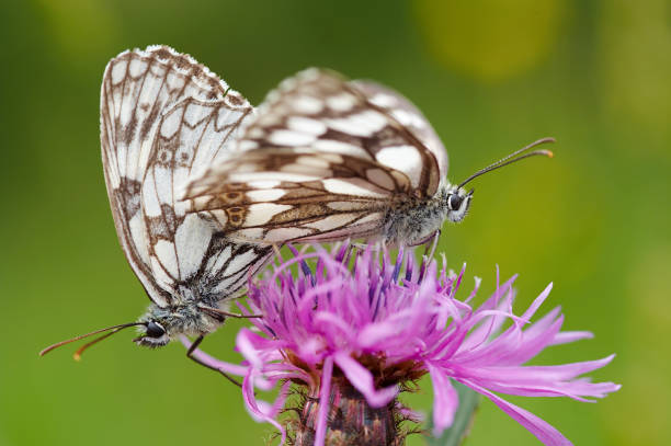 istock Two butterflies on a flower 1650534372