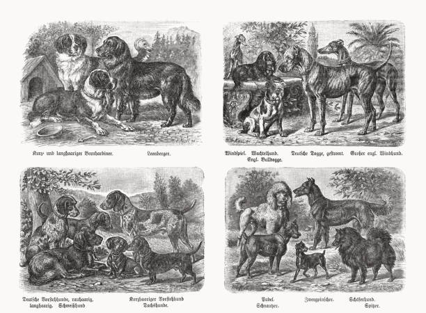 istock Different breeds of dogs, wood engravings, published in 1898 1650534744