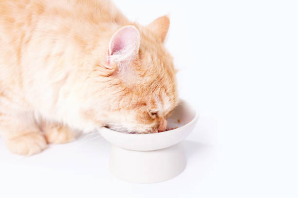istock Fluffy striped ginger cat drinks water from gray bowl on a white background close-up, side view. 1650545263