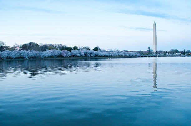 istock Washington Monument Reflected Across Tidal Basin with Cherry Blossoms 165054626