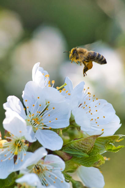 buds and flowers, honey bee flying and collecting nectar on new spring flowers