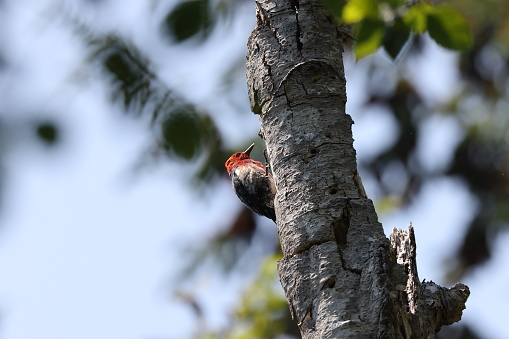 A Red-Bellied Woodpecker, Melanerpes carolinus, on a tree branch in the forest.  The bird is wet from a recent rain shower.