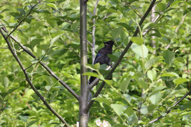 Garrulus glandarius