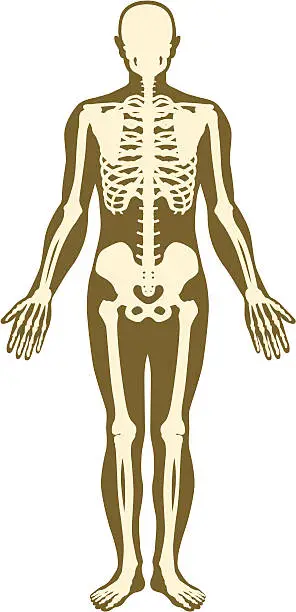 Vector illustration of Skeleton and body.