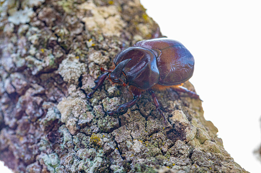 rhinoceros beetle - Phyllognathus excavatus male