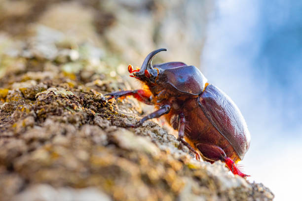 istock Phyllognathus excavatus - Mediterranean forest life, male beetle 1650579317