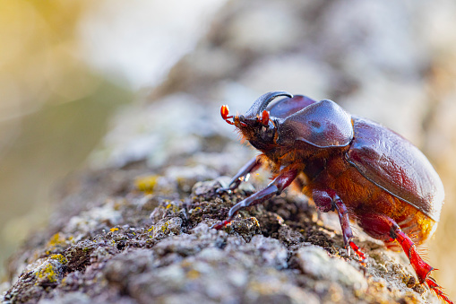 A violet ground beetle eating a slug