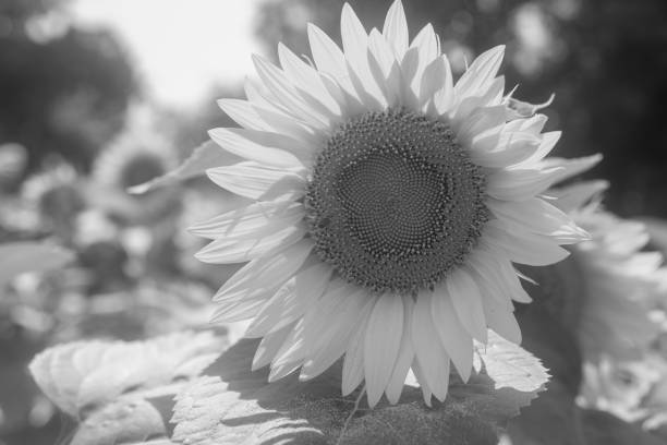 istock Wild bee on flower with nectar sunflower in field countryside 1650583029