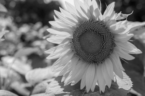istock Wild bee on flower with nectar sunflower in field countryside 1650583030