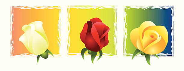 Roses vector art illustration