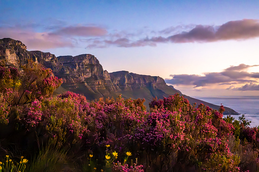 View of Table Mountain from Kloof Corner hike at sunset in Cape Town, western Cape, South Africa, Africa