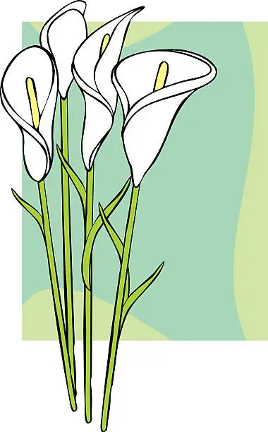 Vector illustration of Calle Lilies