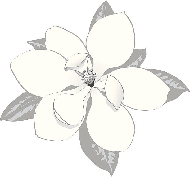 illustrazioni stock, clip art, cartoni animati e icone di tendenza di magnolia bocciolo - magnolia blossom flower single flower
