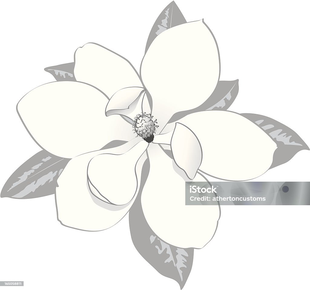 マグノリアの花 - 木蓮のロイヤリティフリーベクトルアート