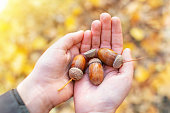 Little boy with hands cupped holding brown acorn nuts on background yellow leaves. Ripe acorns in a childs hands in autumn in park at sunny day, close up.