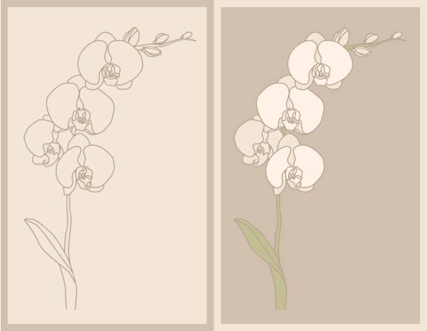 orchid - single flower flower vine leaf stock illustrations