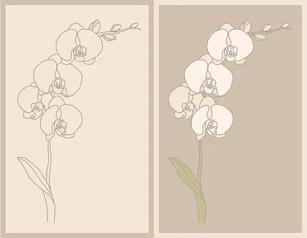 Vector illustration of orchid