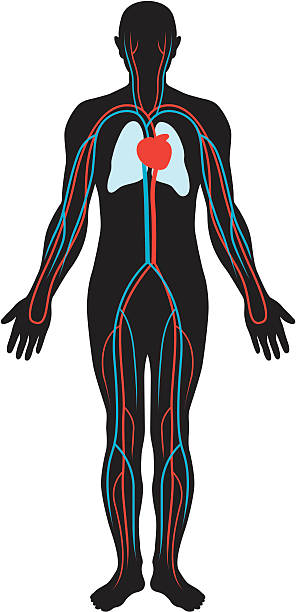 кровообращение - human cardiovascular system human heart human vein blood flow stock illustrations