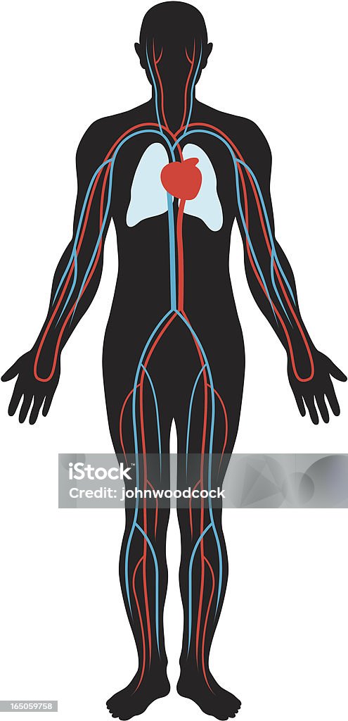 Circulation Stock Illustration - Download Image Now - Blood Flow, Diagram,  The Human Body - iStock