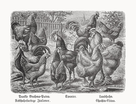 Different breeds of chickens: Brahma chicken; Leghorn; White-faced Black Spanish; Chicken (Gallus domesticus); Cochin chicken. Designations in German. Wood engraving, published in 1898.