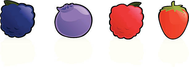 Berry Collection vector art illustration