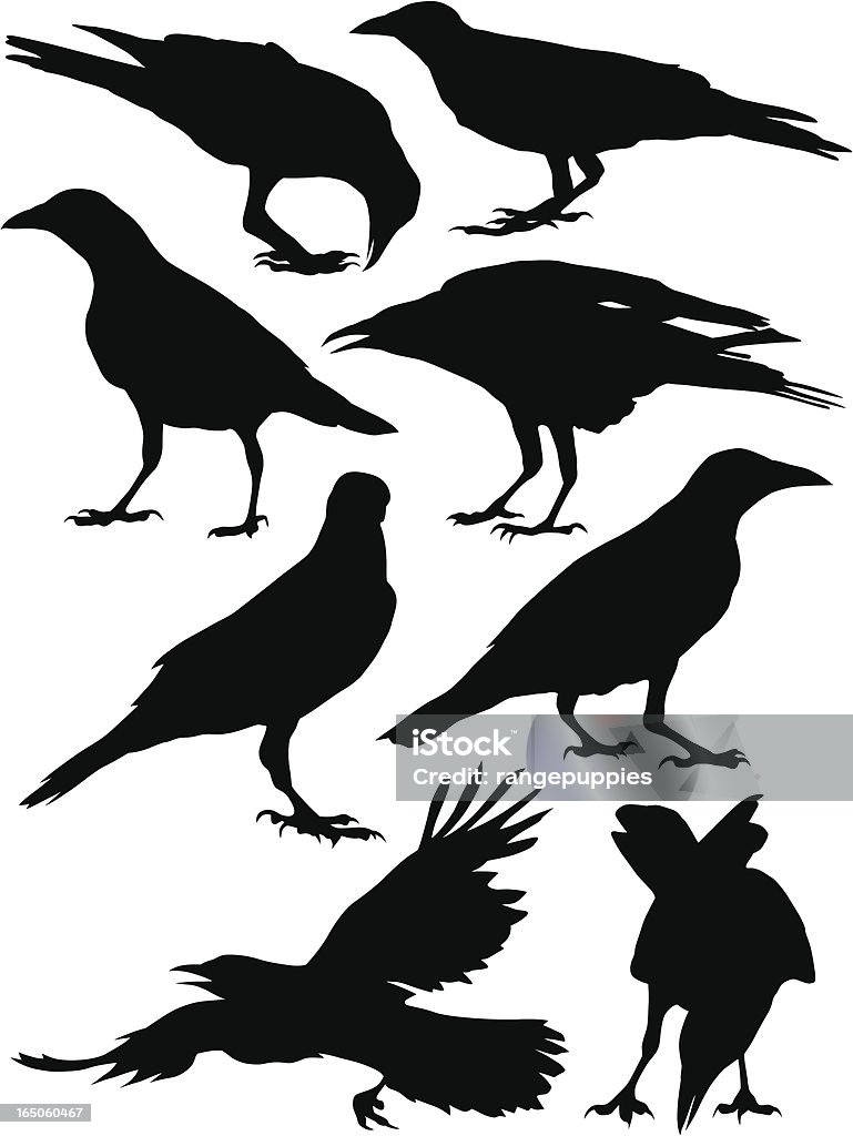 Crows A collection of crow silhouettes. For more bird silhouettes see #7623647,#5638470,#5292535 Crow - Bird stock vector