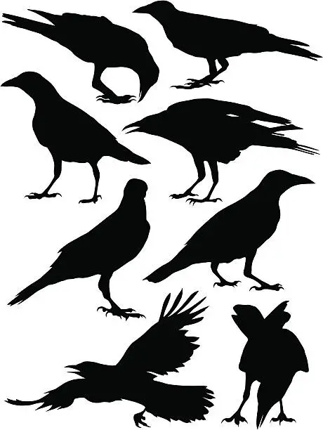 Vector illustration of Crows