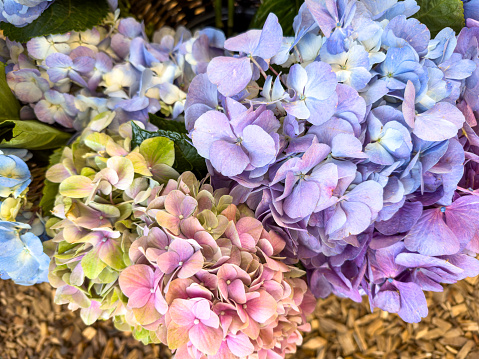 purple hydrangea