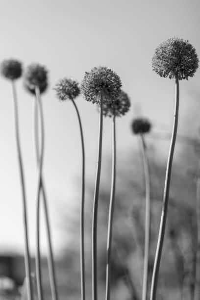 istock Wild native beauty flower allium echinops thistle with nectar blooming in field 1650606391