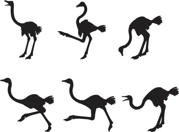 Vector illustration of Ostrich Silhouette