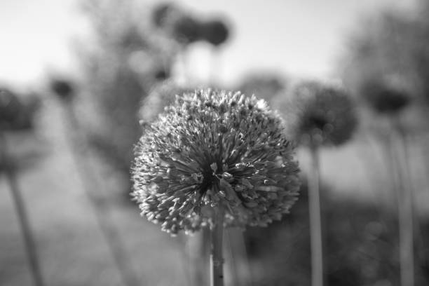 Wild native beauty flower allium echinops thistle with nectar blooming in field. Nature consisting of blooming bright flower allium echinops thistle. Small blooming flower allium echinops thistle.