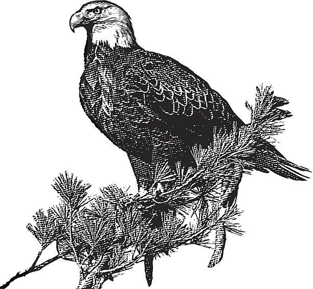 ilustrações de stock, clip art, desenhos animados e ícones de gravação de bald eagle - perching