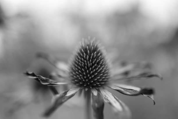 istock Blooming flower echinacea with leaves 1650606972