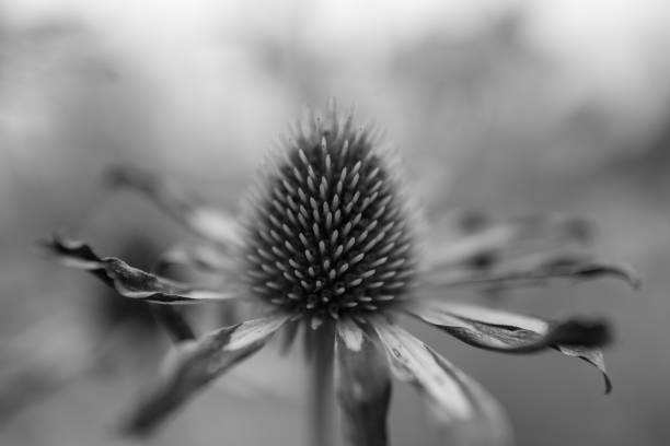 istock Blooming flower echinacea with leaves 1650607407