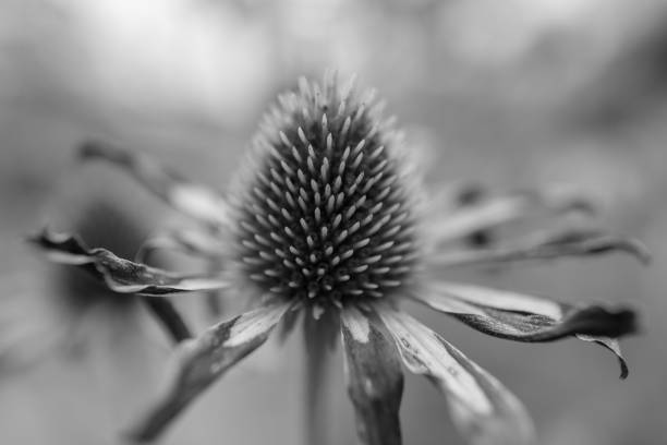 istock Blooming flower echinacea with leaves 1650607499